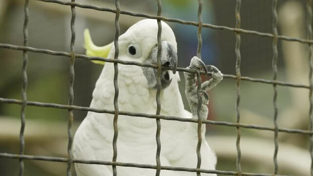 White parrot in the cage