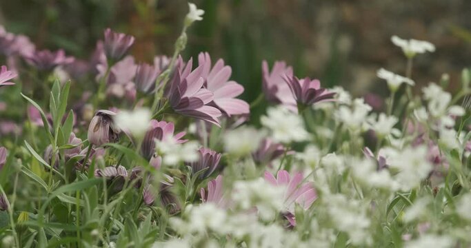 African daisy flowers blowing in the wind.Pink flower petals resist the strong wind in a Ligurian garden. 