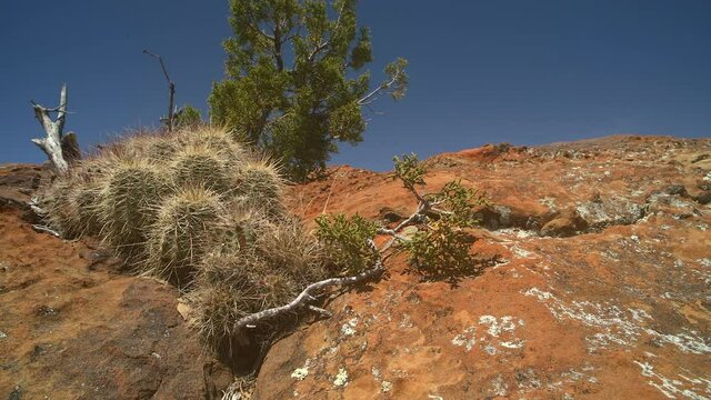 The Sandstone Bluffs, El Malpais National Monument in the desert of New Mexico is a dramatic landscape made of Dakota Sandstone that contrasts with the dark lava flows below.