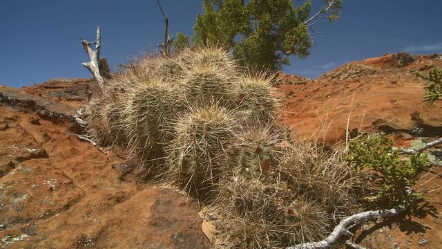 The Sandstone Bluffs, El Malpais National Monument in the desert of New Mexico is a dramatic landscape made of Dakota Sandstone that contrasts with the dark lava flows farther below.