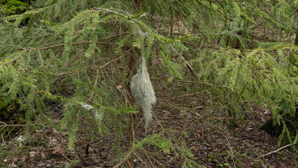 moss on the picea