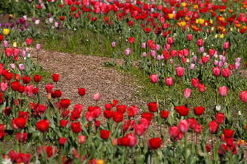 bunt blühendeTulpen,  (Tulipa), Blumenbeet, Deutschland