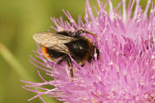 Closeup of a Bombus campestris cuckoo bumblebee on a flower