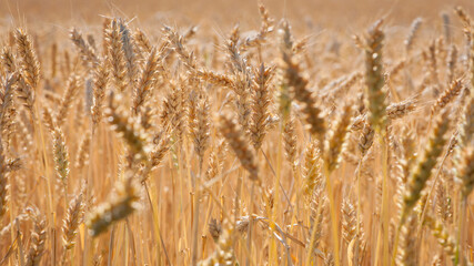 Fototapeta premium spikelets of golden wheat in the field. Ripe big golden ears of wheat on a yellow background of the field. nature. The idea of a rich summer harvest, agriculture, agro-industrial complex for food.