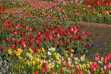 bunt blühendeTulpen,  (Tulipa), Blumenbeet, Deutschland