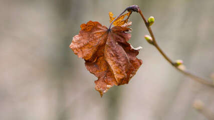 dry autumn leaf. The last autumn leaf before the beginning of winter. dry leaf on a branch. fall colors, in a park or forest. nature, season, autumn background, close-up, place for text