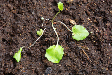 green sprouts of young garden valerian plant grows in brown soil