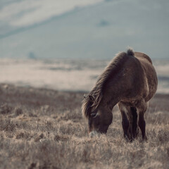 Exmoor pony on the moor