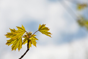 Acer. maple. Young green leaves on a tree branch under the rays of the spring sun. branch with young green leaves. tree leaves in the sun. spring morning. nature, close-up. background, place for text
