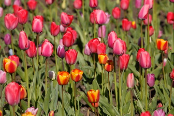 bunt blühendeTulpen,  (Tulipa), Blumenbeet, Deutschland