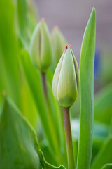 tulip bud. The closed bud of a red tulip, close-up. two tulips. the concept of growing flowers. ready to open when spring comes. festive spring background. flowers in the flowerbed, field tulips. text