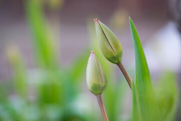 tulip bud. The tightly closed bud of a red tulip. ready to open when spring comes. festive spring background. flowers in the flowerbed, field tulips. close-up. space for text