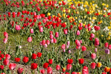 bunt blühendeTulpen,  (Tulipa), Blumenbeet, Deutschland