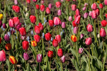 bunt blühendeTulpen,  (Tulipa), Blumenbeet, Deutschland