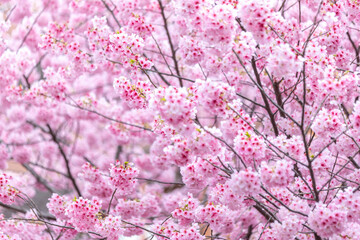 Fototapeta premium Cherry blossoms（Sakura）