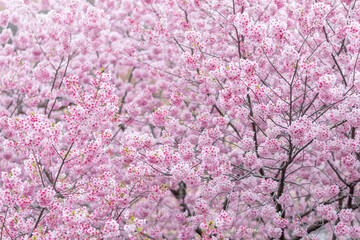 Obraz premium Cherry blossoms（Sakura）