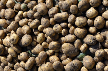 Brown potatoes are dried under the sun during the digging season