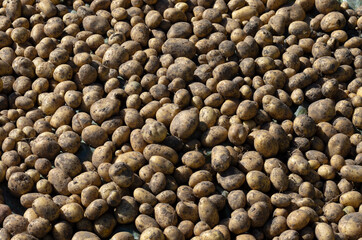 Many potatoes are dug up and dried in the sun during the harvest season