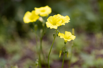 Obraz premium Yellow flowers