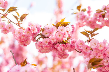 Japanese cherry or sakura tree blossom in a city park, beautiful photo of spring cityscape on a spring day