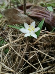  it's Wild musli flowes  and vegetables in india Maharashtra