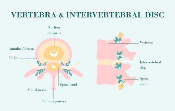 Healthy vertebrae and intervertebral discs, patient-friendly diagram