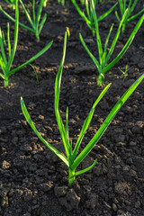 Young juicy garlic growing in the black earth.