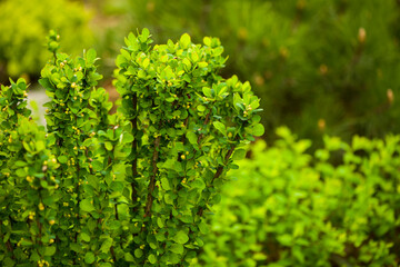 springtime garden decorative bush closeup background