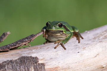 Hyla arborea rests on a dry branch