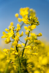 Obraz premium Yellow rapeseed Flowers in bloom