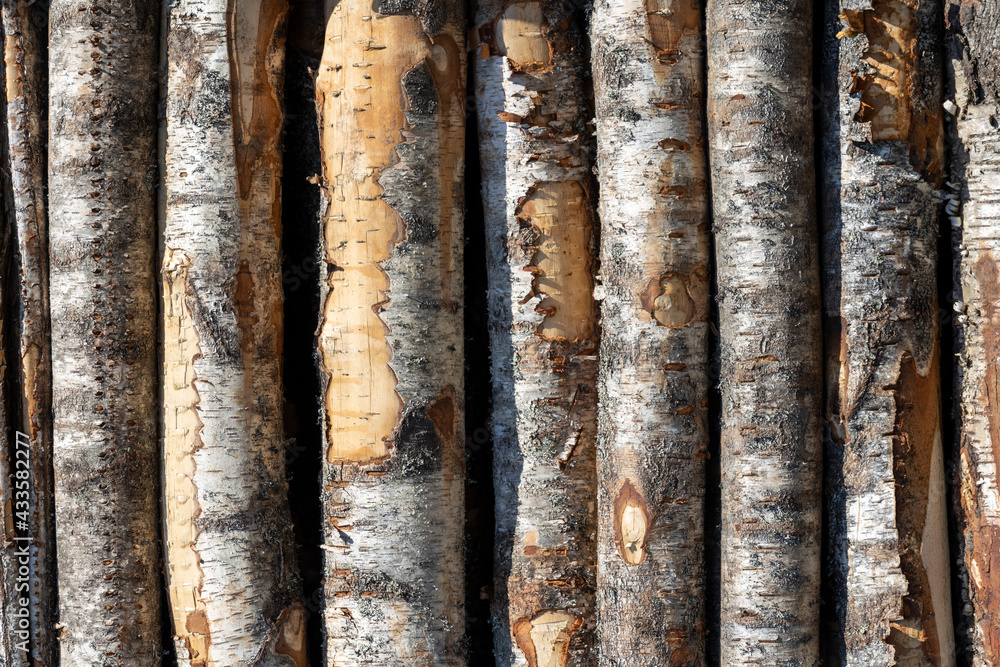 Poster birch logs in rows. the trees are stacked with stacks. timber