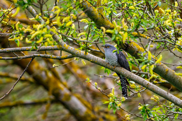 A cuckoo in a tree