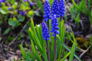 Muscari flower. Muscari armeniacum. Grape Hyacinths. Muscari armeniacum plant with blue flowers.