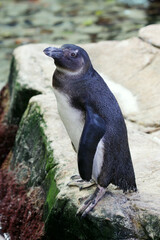 Naklejka premium African penguin on the shore