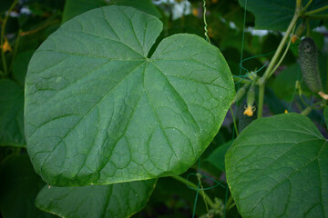 Fototapeta na wymiar A large green cucumber leaf in the greenhouse. 