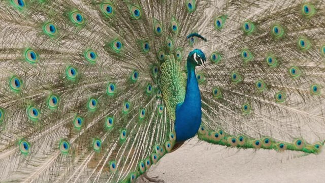 The peacock flaunts its open tail. The pheasant turns around. Peacock in all its Glory. Portrait of a beautiful peafowl. A proud bird with colored feathers. Wild nature. The inhabitants of the zoo.