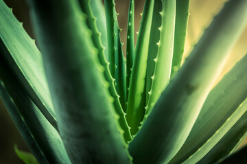 Aloe vera plant - obrazy, fototapety, plakaty
