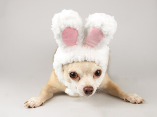 Chihuahua dog dressed up with easter bunny costume headband, lying down  on gray background and looking at camera.