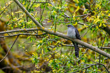 A cuckoo in a tree