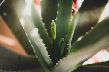 Close up of aloe vera flower. Light rays. 