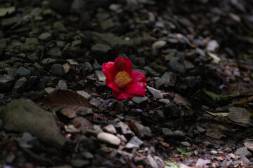 地面に落ちた椿