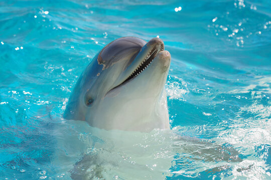 Beautiful dolphin swimming in the blue water