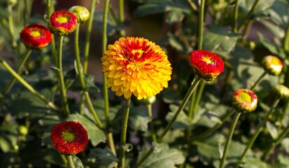 red and yellow marigold flower 