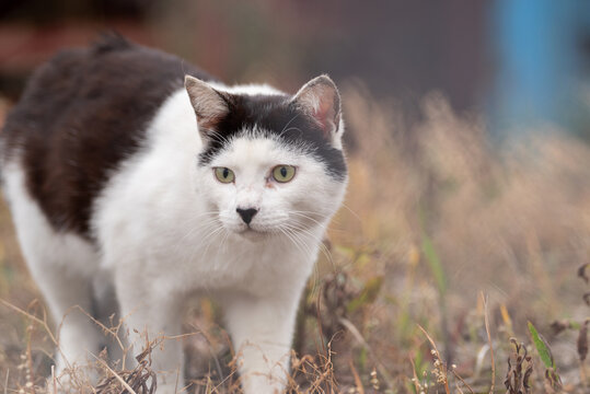 295 Best 白黒猫 Images Stock Photos Vectors Adobe Stock 295 Best 白黒猫 Images Stock Photos Vectors Adobe Stock