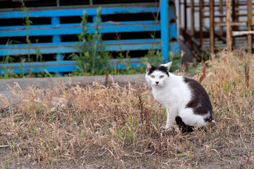 見つめる猫　黒白猫