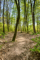 Lviv city spark in the early spring season