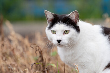 見つめる猫　黒白猫