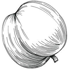 lemon isolated on white background. &nbsp;Organic essential oil engraved style sketch. Beauty and spa, cosmetic ingredient. Great for label, poster, flyer, packaging