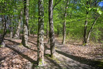 Lviv city spark in the early spring season