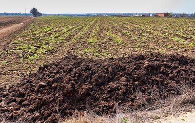 Pile of manure dumped in a field by a farmer to fertilize the farmland for the next harvest.